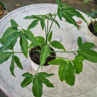 Syngonium plant