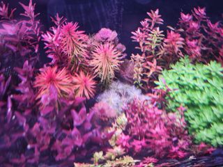 (Category: ) located in . Submitted by drowningplants (Listing ID 1214442651, Image 1). Description: .
