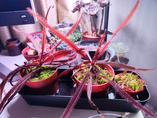 (Category: ) located in . Submitted by drowningplants (Listing ID 1214444507, Image 1). Description: .