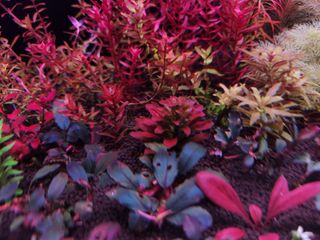 (Category: ) located in . Submitted by drowningplants (Listing ID 1214443600, Image 1). Description: .