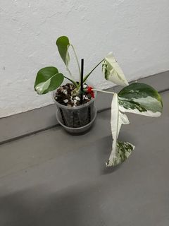 (Category: ) located in . Submitted by PlantGarden2021 (Listing ID 1214428722, Image 1). Description: .