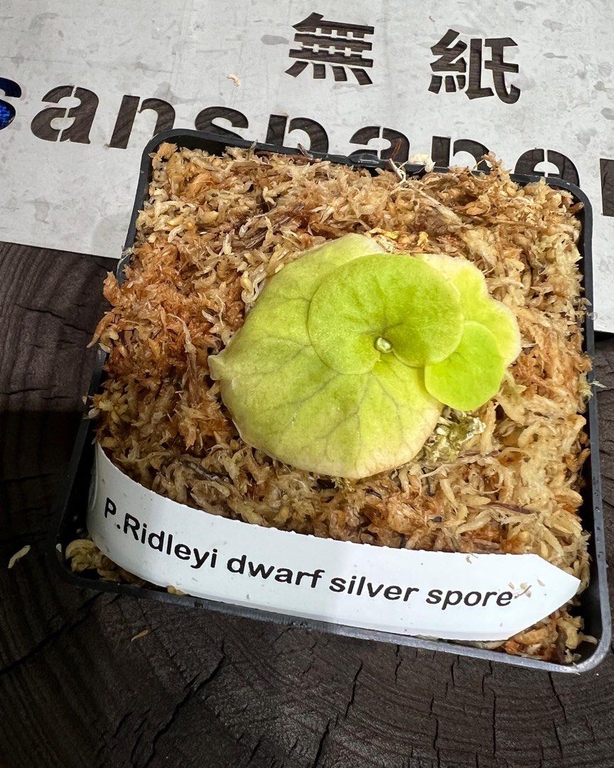 P. Ridleyi dwarf sliver spore 非台灣組培, 傢俬&家居, 園藝, 植物及