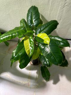 (Category: ) located in . Submitted by PlantGarden2021 (Listing ID 1214428421, Image 1). Description: .