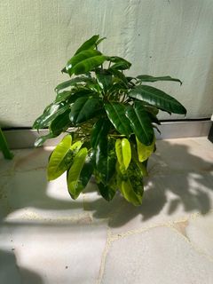 (Category: ) located in . Submitted by PlantGarden2021 (Listing ID 1214411043, Image 1). Description: .