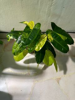 (Category: ) located in . Submitted by PlantGarden2021 (Listing ID 1214428298, Image 1). Description: .
