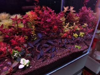 (Category: ) located in . Submitted by drowningplants (Listing ID 1214424572, Image 1). Description: .