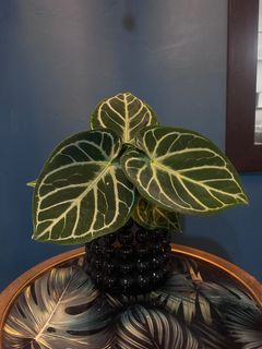 Anthurium Silver Tiger Hybrid