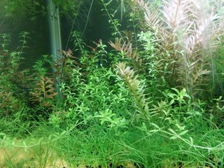 (Category: ) located in . Submitted by plantedtanks123 (Listing ID 1210871968, Image 1). Description: .