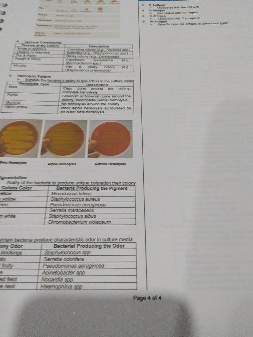 Clinical Bacteriology Trans BACT211 OLFU Val, Hobbies & Toys, Books