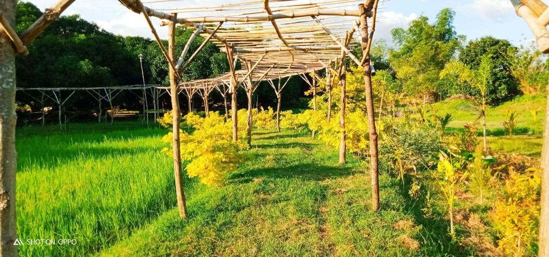 Farm lot for sale at San Antonio, Zambales with mango trees and