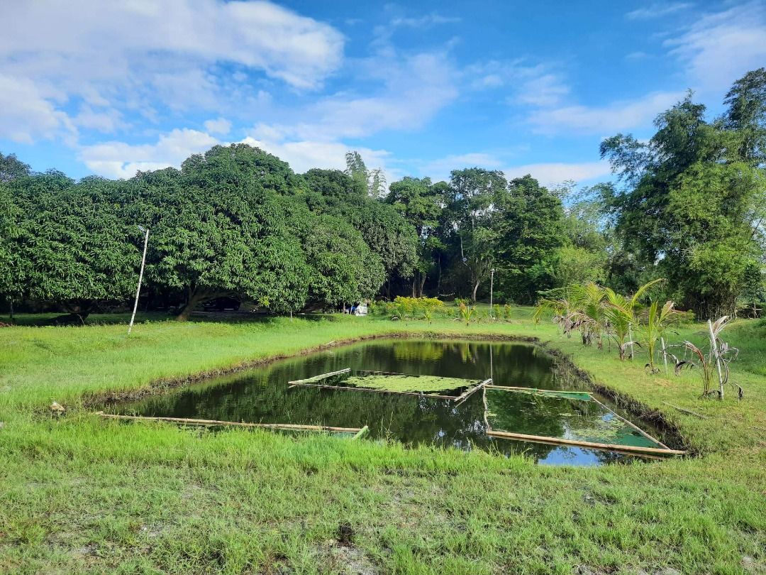 Farm lot for sale at San Antonio, Zambales with mango trees and