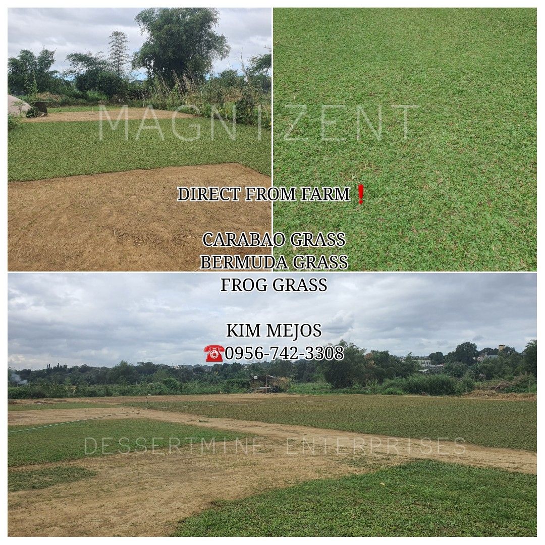 FROG, BERMUDA AND CARABAO GRASS, Furniture & Home Living, Gardening