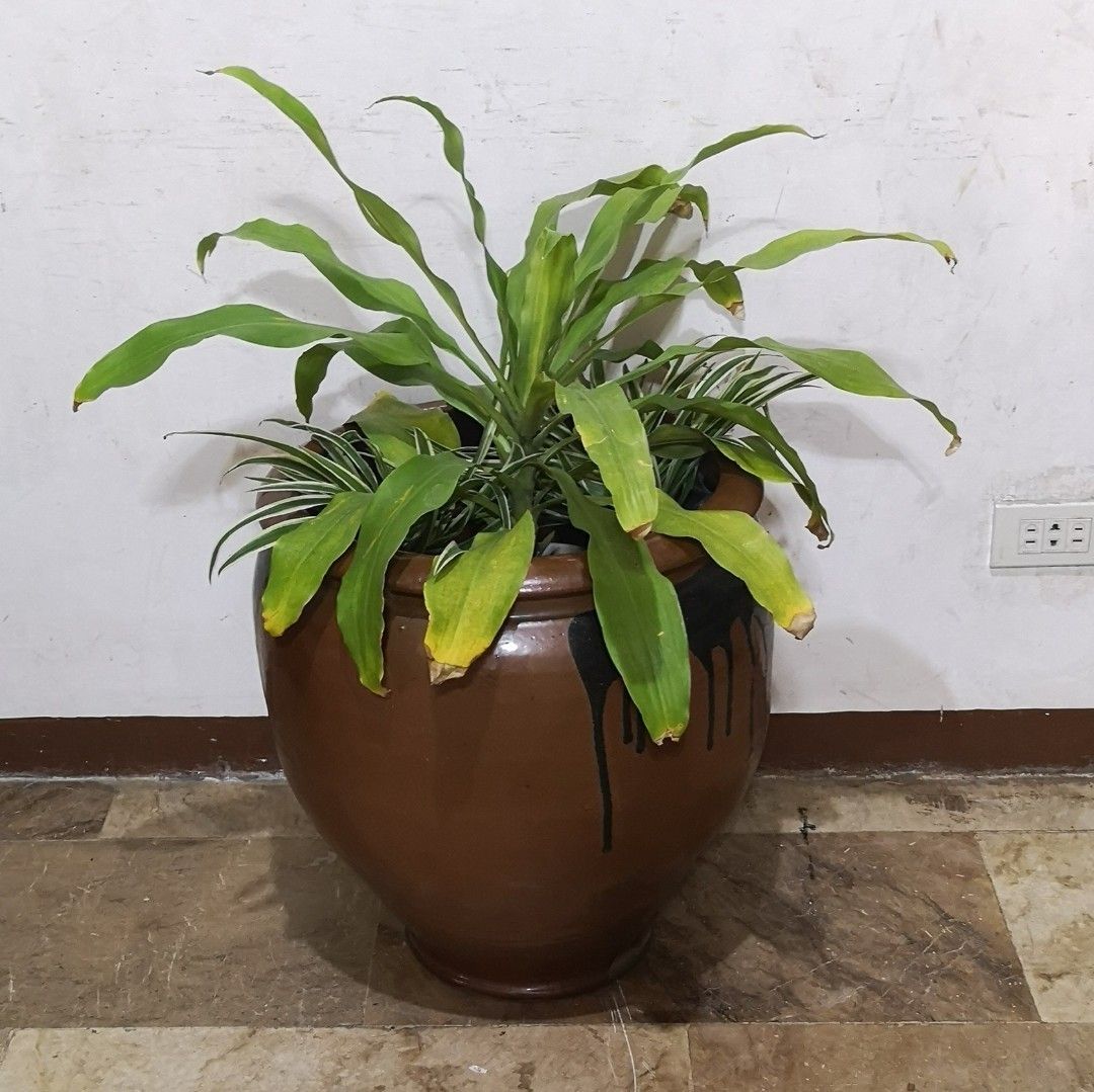 Japan big plant pot, Furniture & Home Living, Gardening, Pots & Planters on Carousell
