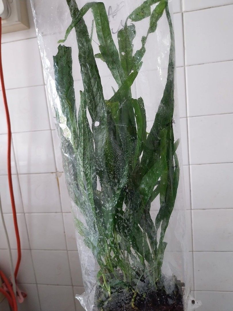 Java fern tall than 24cm ., Furniture & Home Living, Gardening, Plants ...