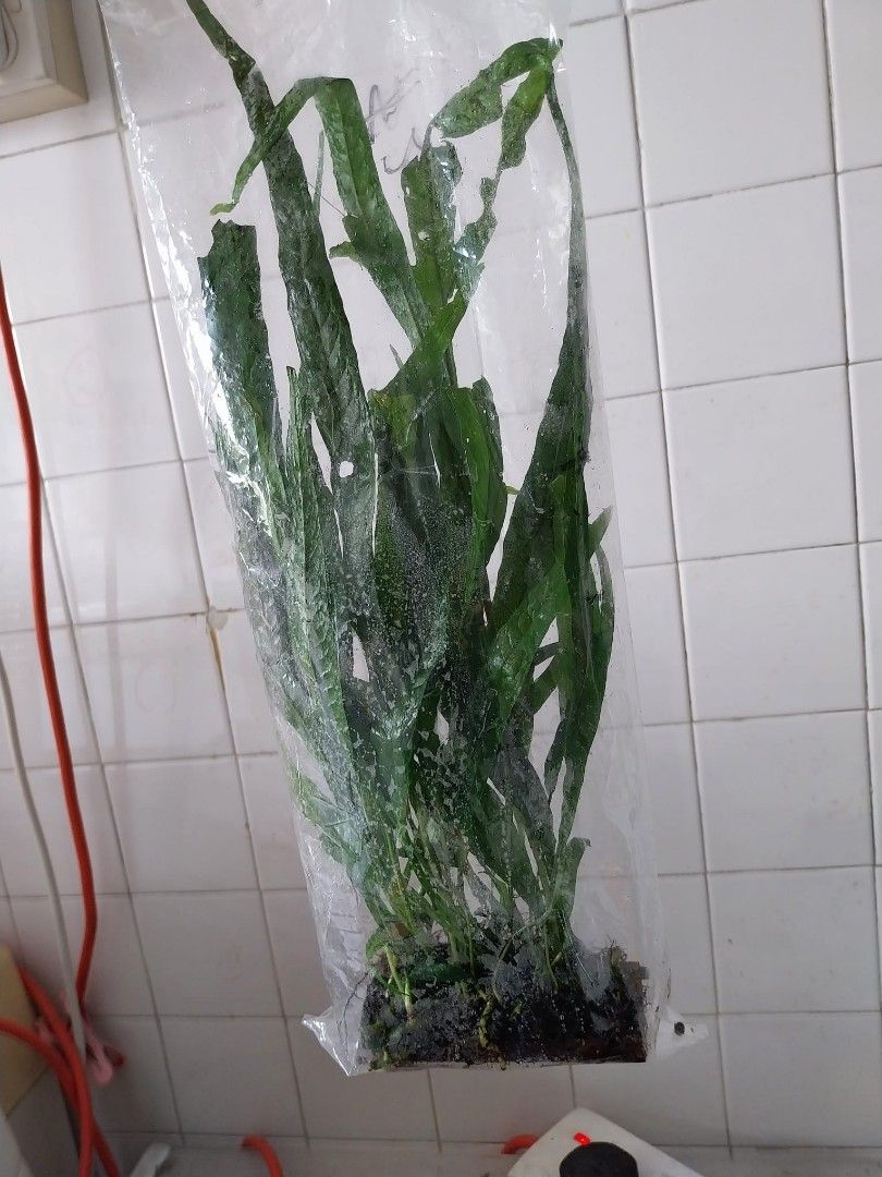 Java fern tall than 24cm ., Furniture & Home Living, Gardening, Plants ...