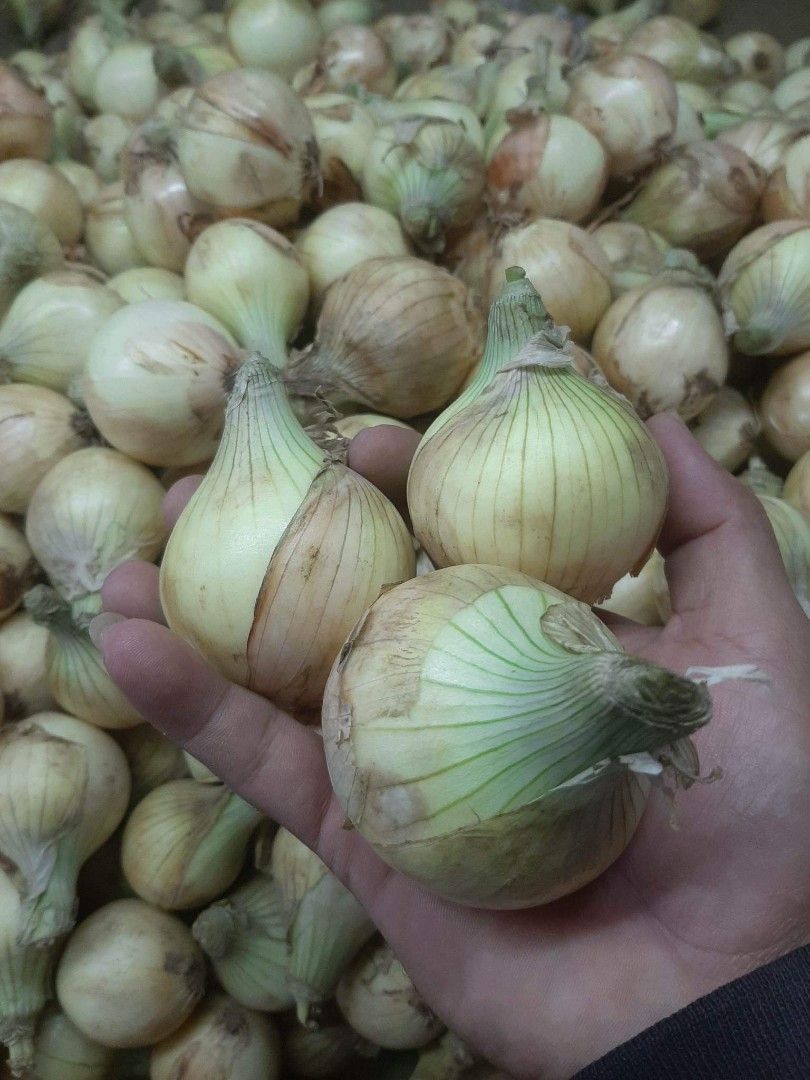 Local white onion, Food & Drinks, Fresh Produce on Carousell