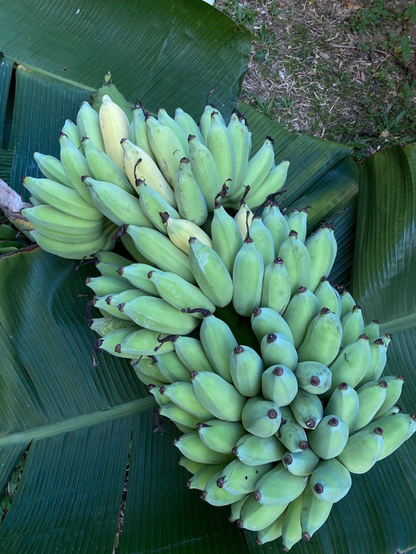 Nam Wah banana young plant (bare-root), Furniture & Home Living ...