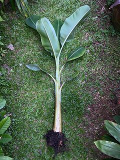 (Category: ) located in . Submitted by hansplants (Listing ID 1214679558, Image 1). Description: .