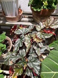 (Category: ) located in . Submitted by c.kh91 (Listing ID 1214911117, Image 1). Description: .