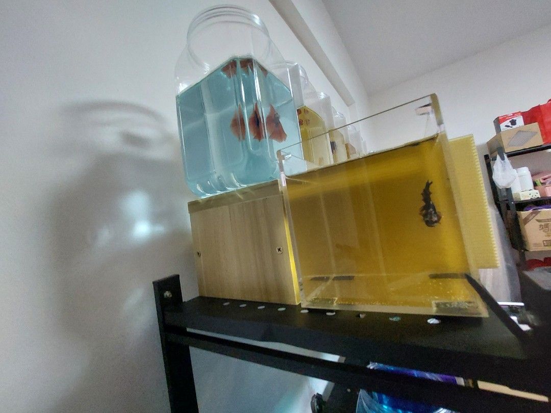 Betta Fish Tank Rack, Pet Supplies, Homes & Other Pet Accessories on