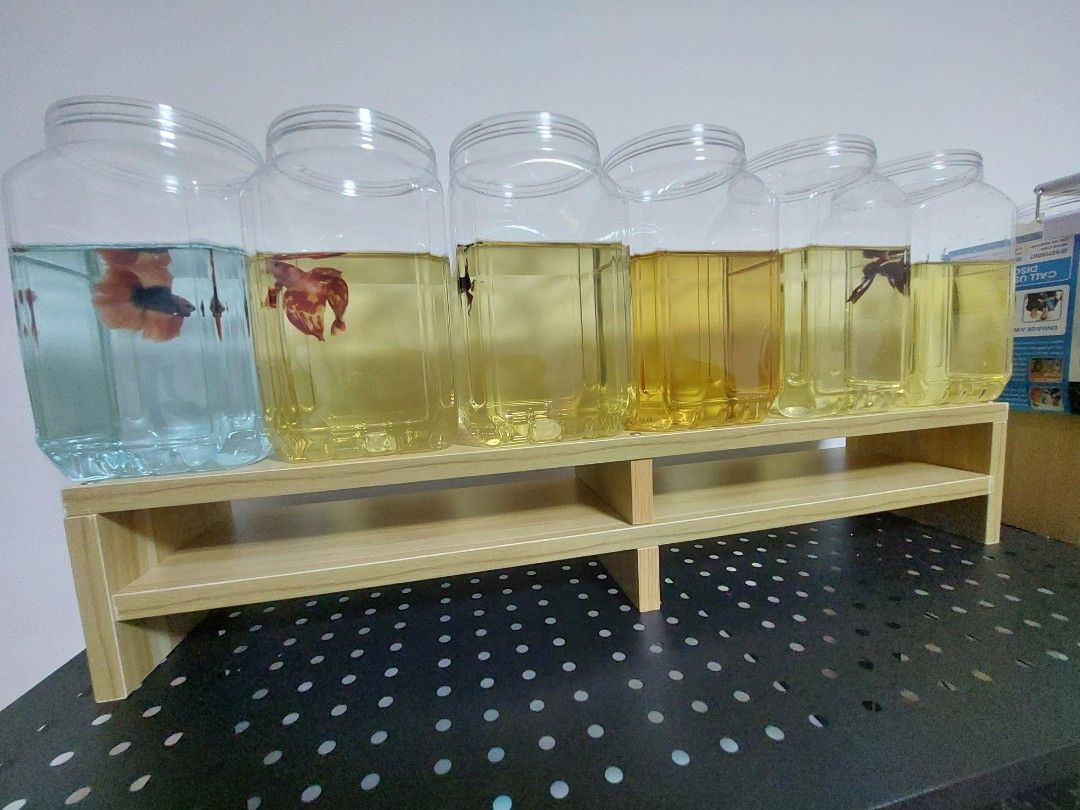 Betta Fish Tank Rack, Pet Supplies, Homes & Other Pet Accessories on