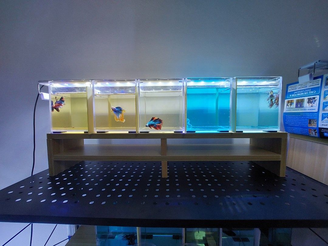 Betta Fish Tank Rack, Pet Supplies, Homes & Other Pet Accessories on