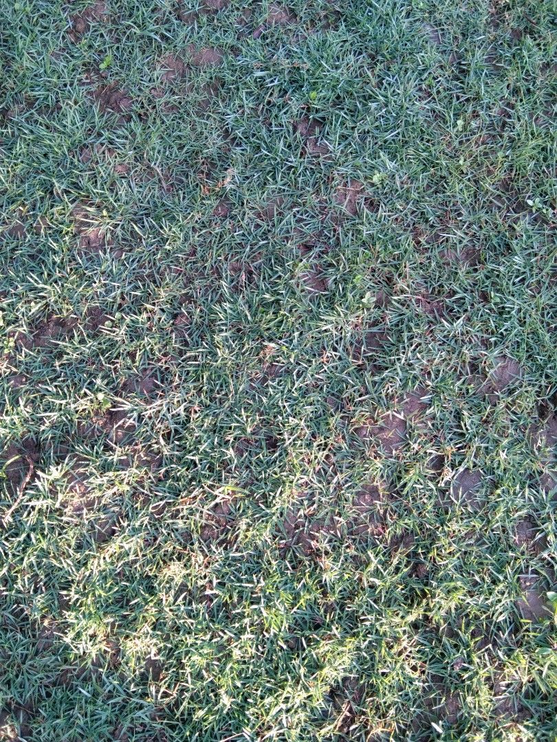 Caraboa grass, frog grass and blue grass, zoysia grass, Furniture ...