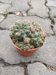Damsii cactus 8.5cm pot