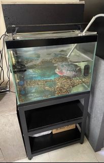 (Category: ) located in . Submitted by tanengjoo (Listing ID 1214761408, Image 1). Description: .