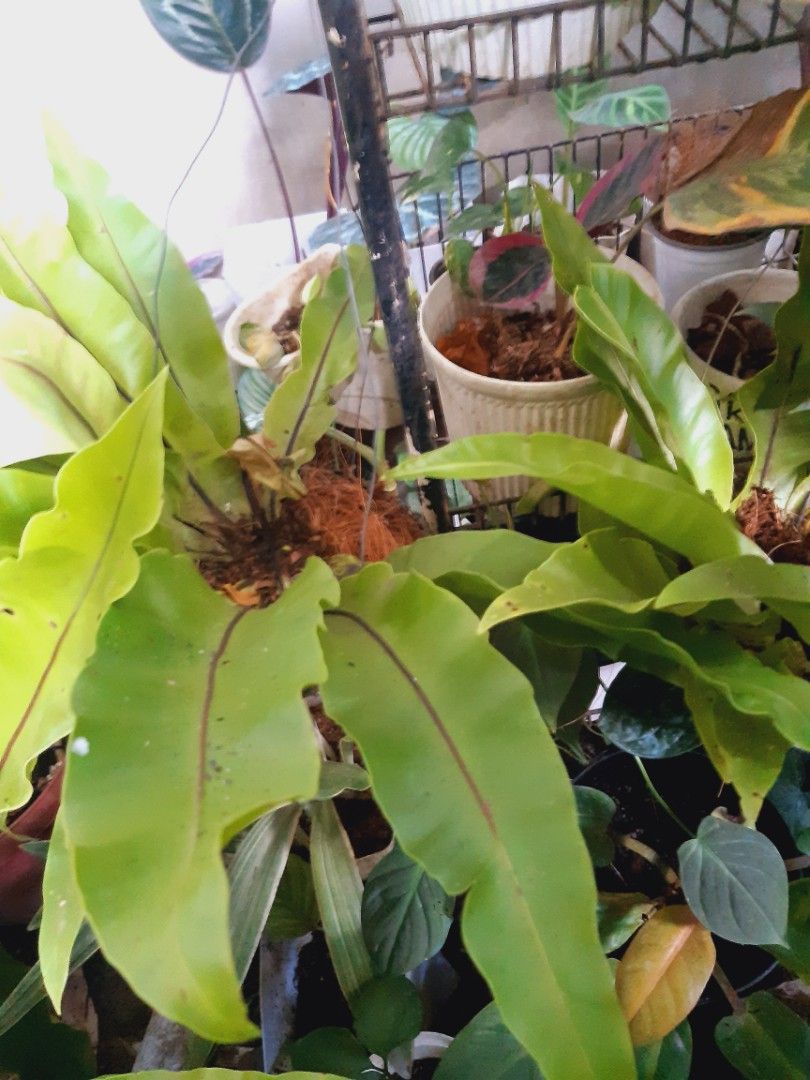 Hanging birds nest ferns on Carousell