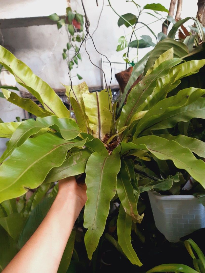 Hanging birds nest ferns on Carousell