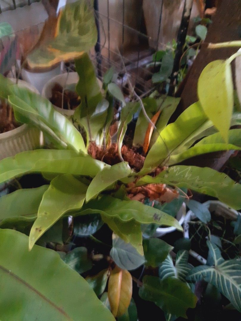 Hanging birds nest ferns on Carousell