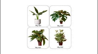 Home Decoration Artificial Plants