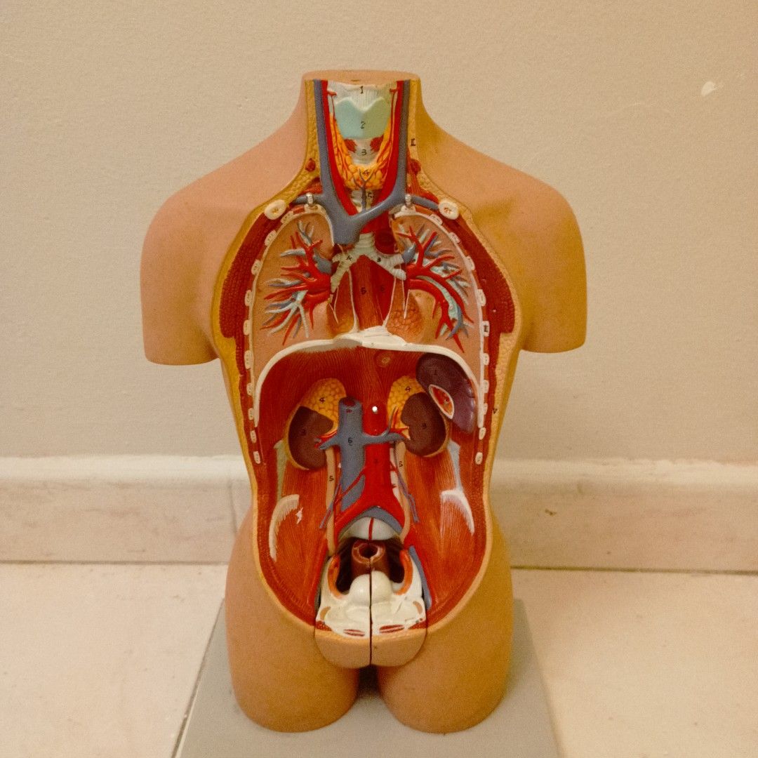 Human Model for Anatomy ALTAY Mini-Torso 16 parts, Hobbies & Toys, Toys ...