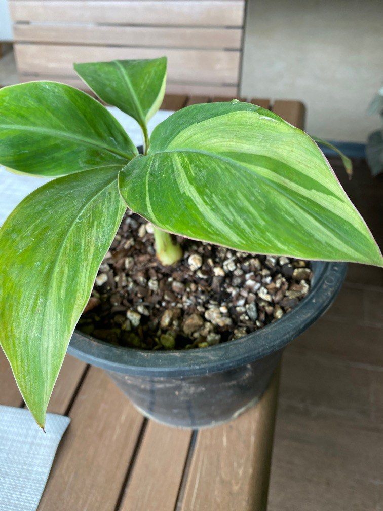 musa ice cream variegated dwarf banana, Furniture & Home Living