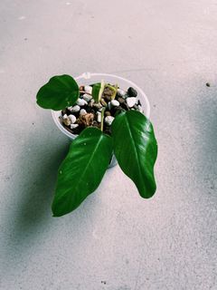 (Category: ) located in . Submitted by farplantsaway (Listing ID 1214787009, Image 1). Description: .