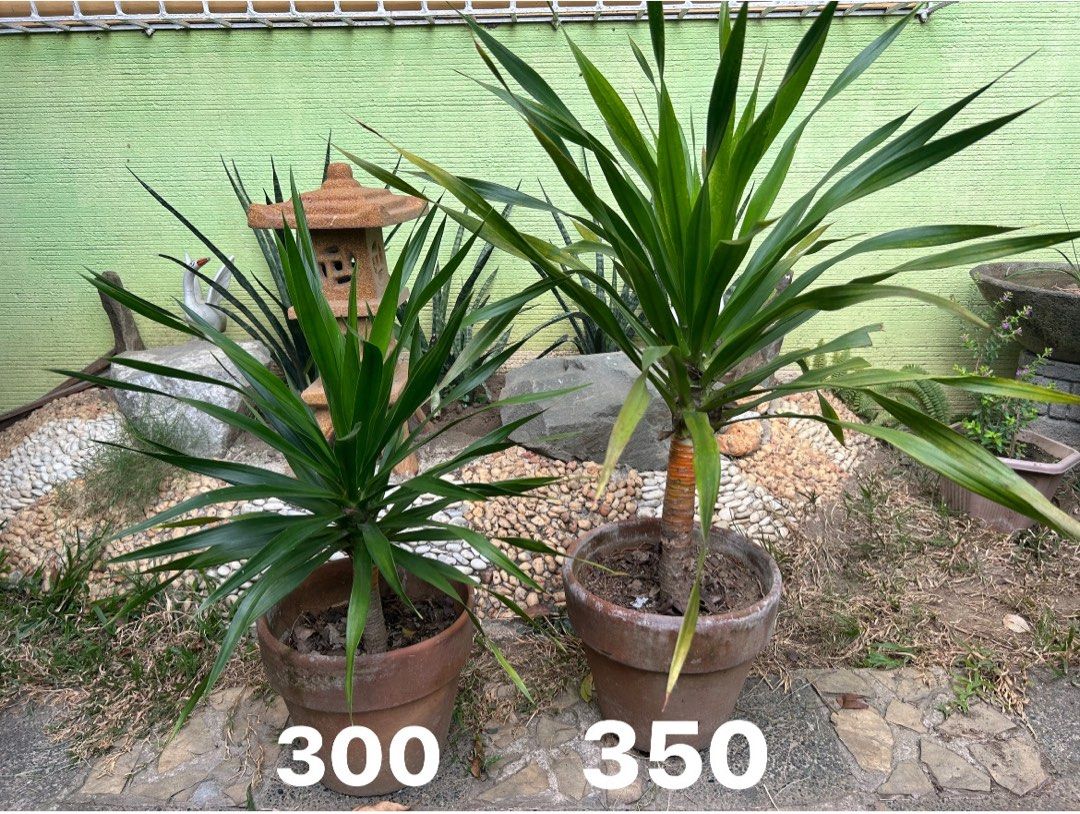 yucca plant, Furniture & Home Living, Gardening, Plants & Seeds on