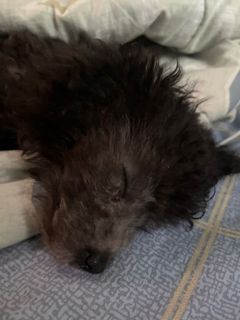 （分類：）位於 。 由 dogdog_grocery_shopping 提交（商品編號 1215030381，圖片 1）。簡介： 。
