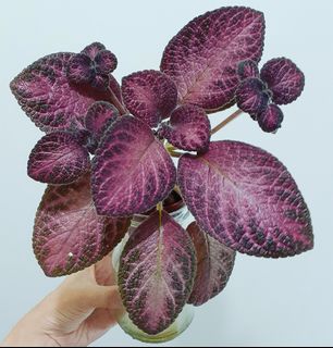 （分類：）位於 。 由 greenkingdom 提交（商品編號 1215106259，圖片 1）。簡介： 。