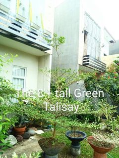 AFRICAN TALISAY Green 5 & 7' tall