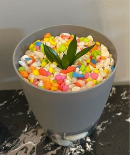 Baby Snake Plants (For working desk/ table / kitchen/ WC decoration