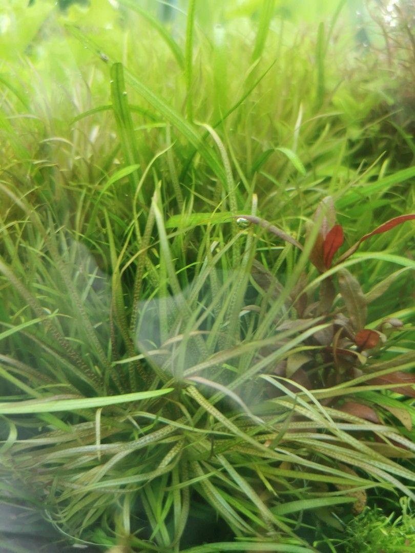 Blyxa Japonica: Ultimate Plant Care and Growth Guide