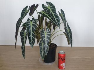 (Category: ) located in . Submitted by phytophilous (Listing ID 1215024354, Image 1). Description: .