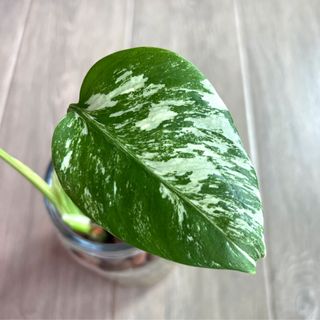 (Category: ) located in . Submitted by wwplants (Listing ID 1215190974, Image 1). Description: .