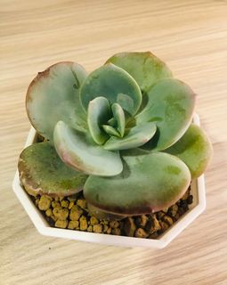 由 laibaiyan98 (刊登 ID 1215175595，圖片 1) 提交，位於 的 (類別：)，說明：。