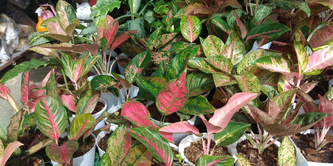 Aglaonema Varieties Furniture Home Living Gardening Plants Seeds On Carousell