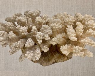 Coral Reef