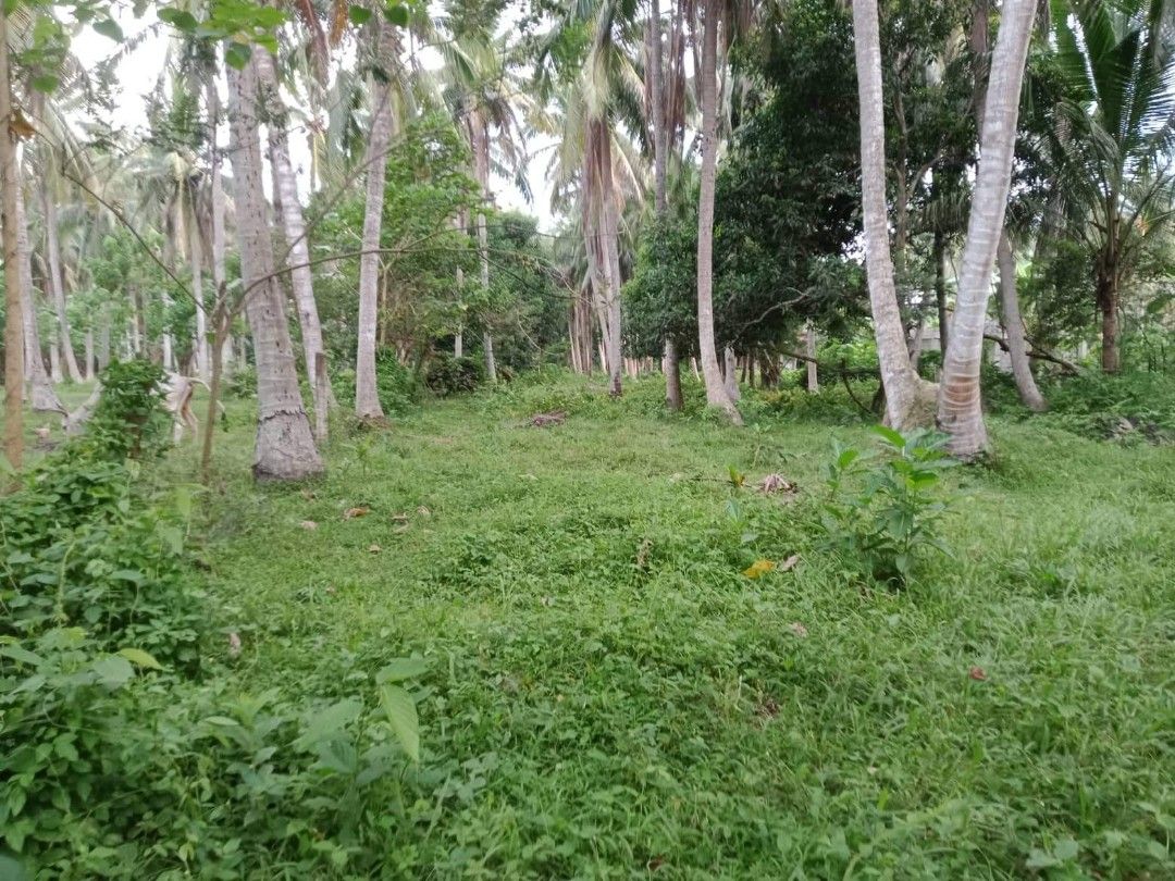 Lot for lease san Juan Batangasbeach front, Property, Rentals, Lot on Carousell