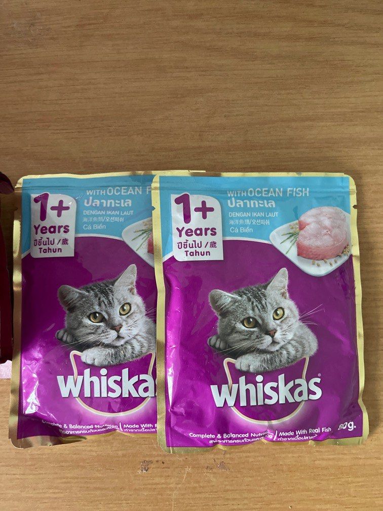 Cat meowing store for wet food