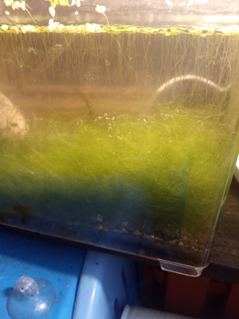 Mudah Home Page Hair algae. Makanan hidupan Dalam air Hair algae